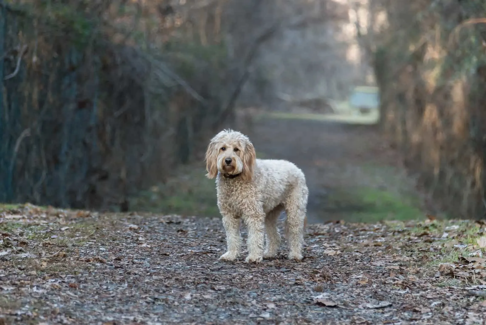 Goldendoodle F1B Hund im Wald