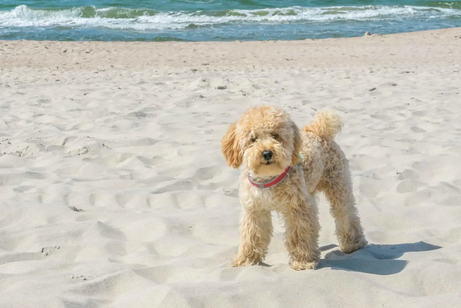 Goldendoodle Hund am Sandstrand