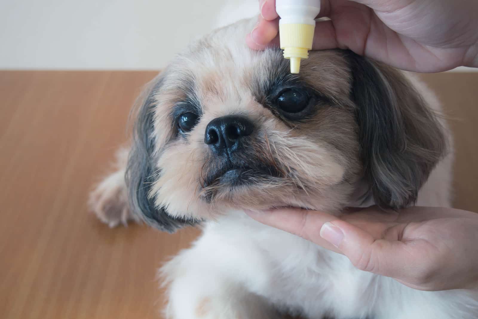 Hand, die medizinische Augentropfen auf die Augen des Shih Tzu-Hundes aufträgt