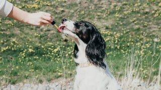 Ein schwarz-weißer Hund leckt CBD-Öl