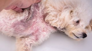 ein kranker Hund mit einer Hautinfektion