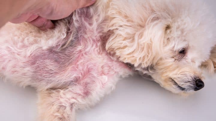 Hefepilz beim Hund: Diagnose und Behandlung der Hauterkrankung