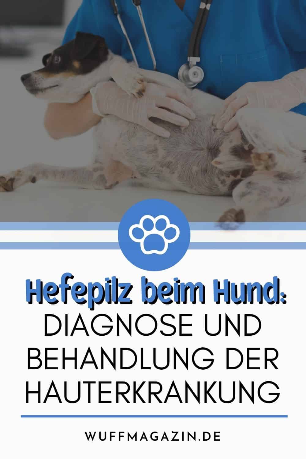 Hefepilz beim Hund Diagnose und Behandlung der Hauterkrankung