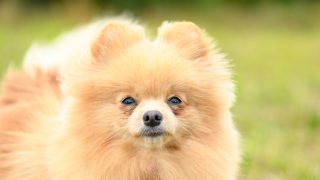 Porträt eines Hundes mit tränenreichen Augen