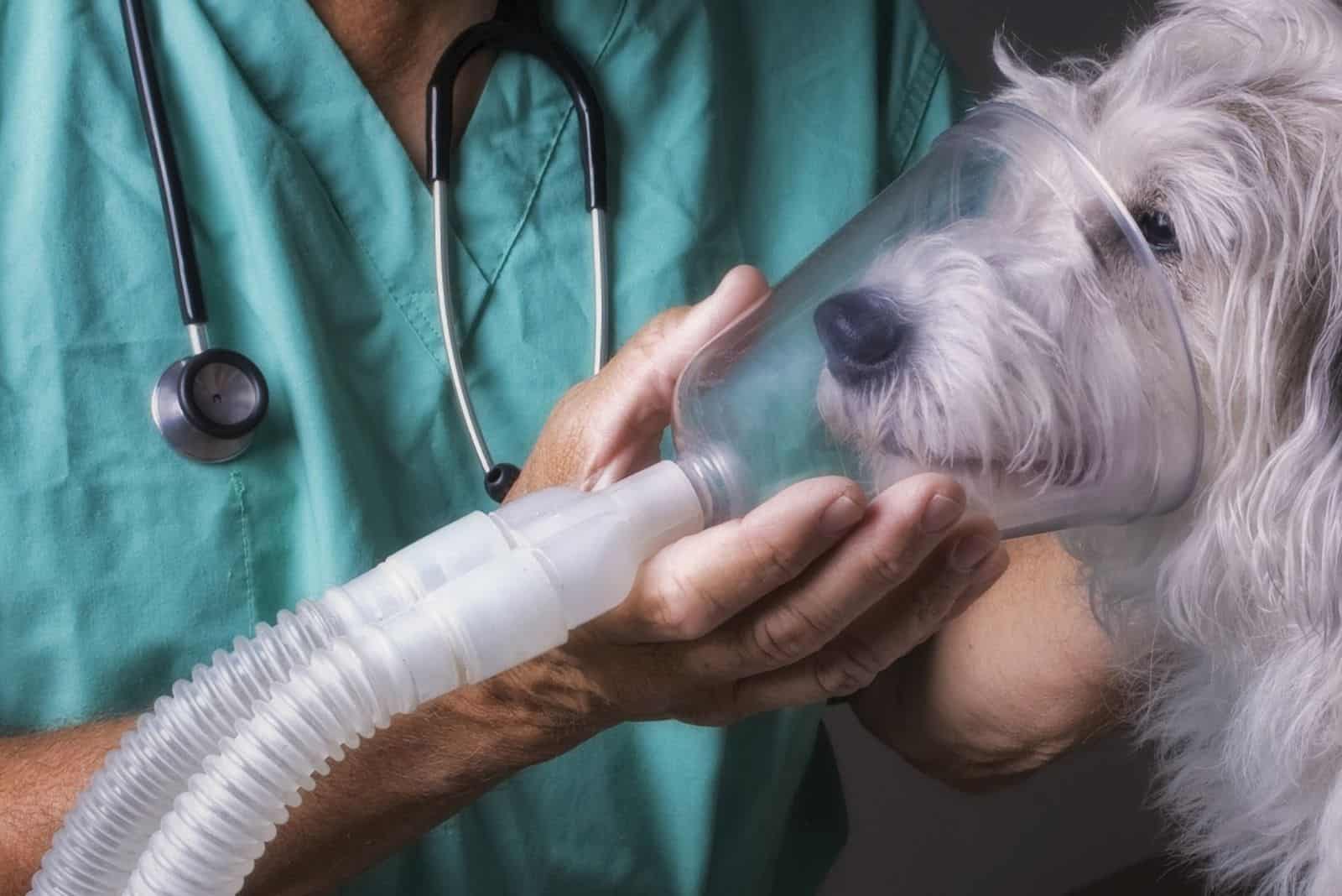 Hund auf Sauerstoff beim Tierarzt