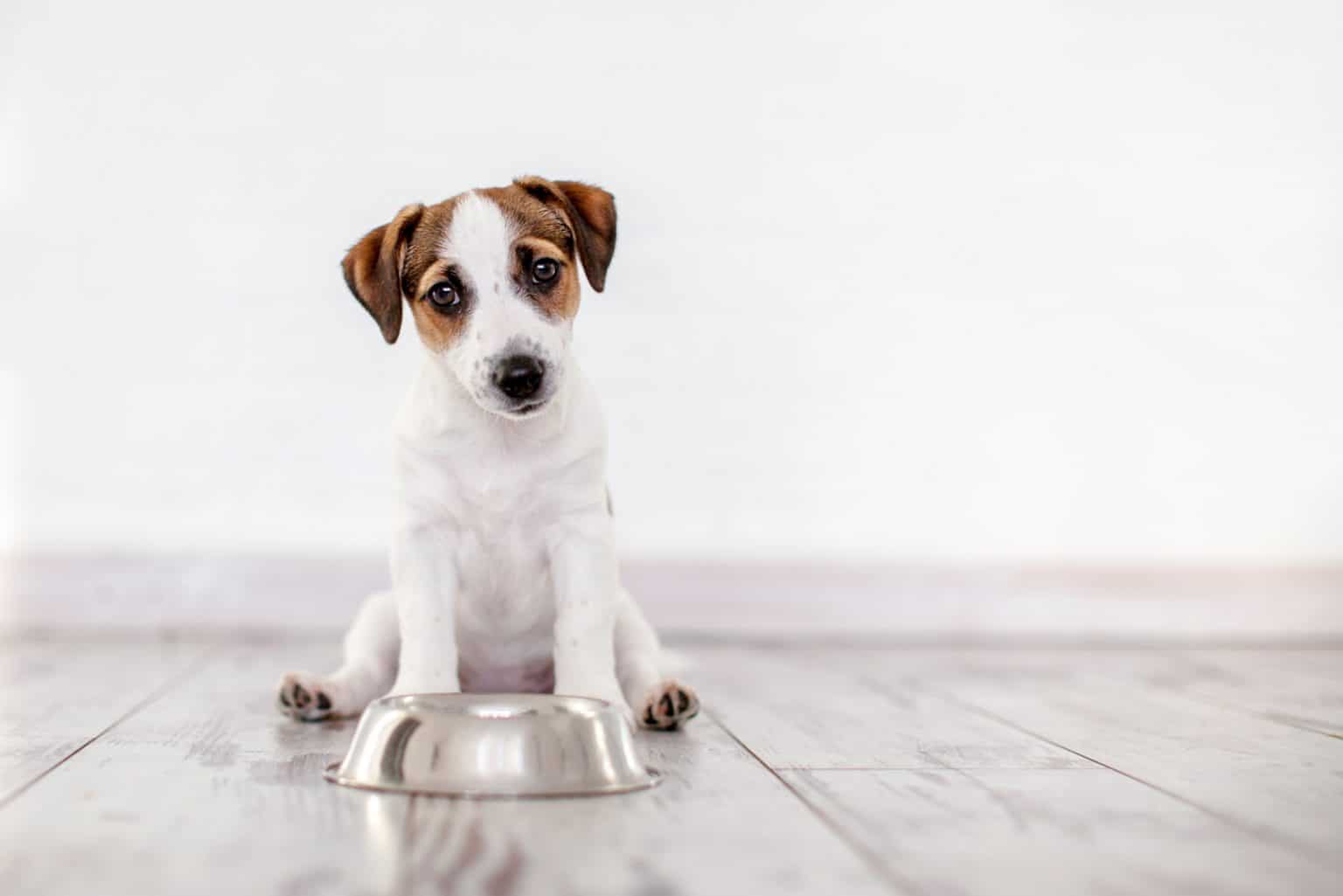 Dürfen Hunde Erbsen essen? Hülsenfrüchte für den Vierbeiner