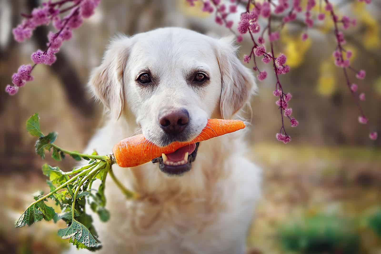 Hund hält Karotte im Maul