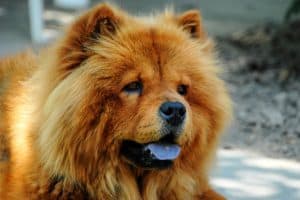 ein schöner brauner Hund mit einer blauen Zunge
