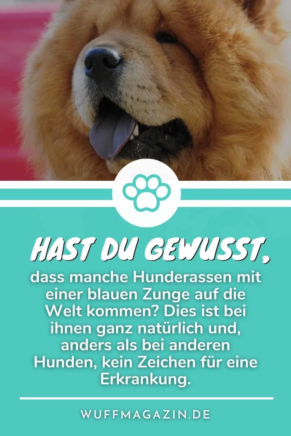 Hund mit blauer Zunge Rassen und Gründe für die außergewöhnliche Färbung