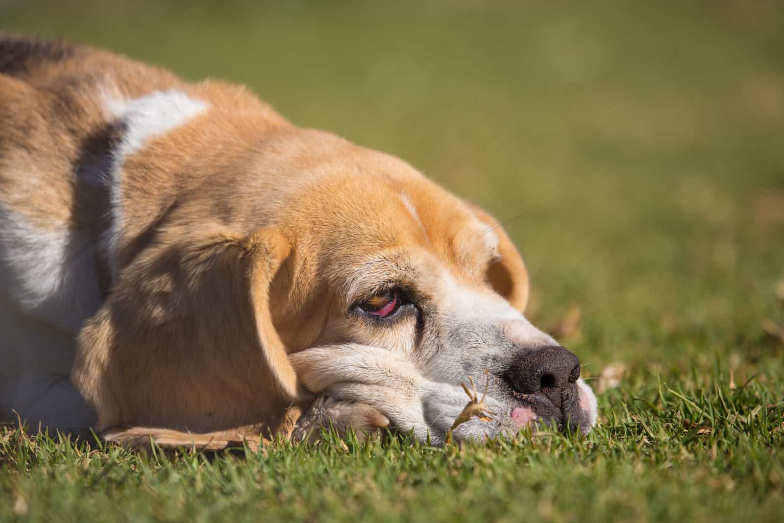 Hund mit roten Augen, die auf dem Gras liegen