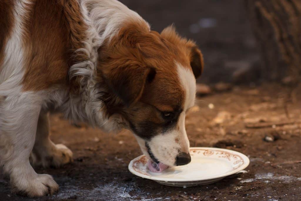 Dürfen Hunde Milch trinken Laktoseintoleranz bei Vierbeinern