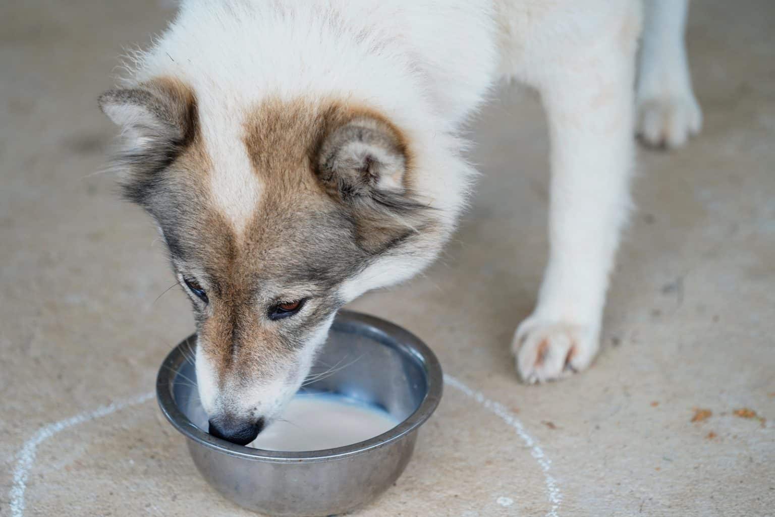 Dürfen Hunde Milch trinken Laktoseintoleranz bei Vierbeinern