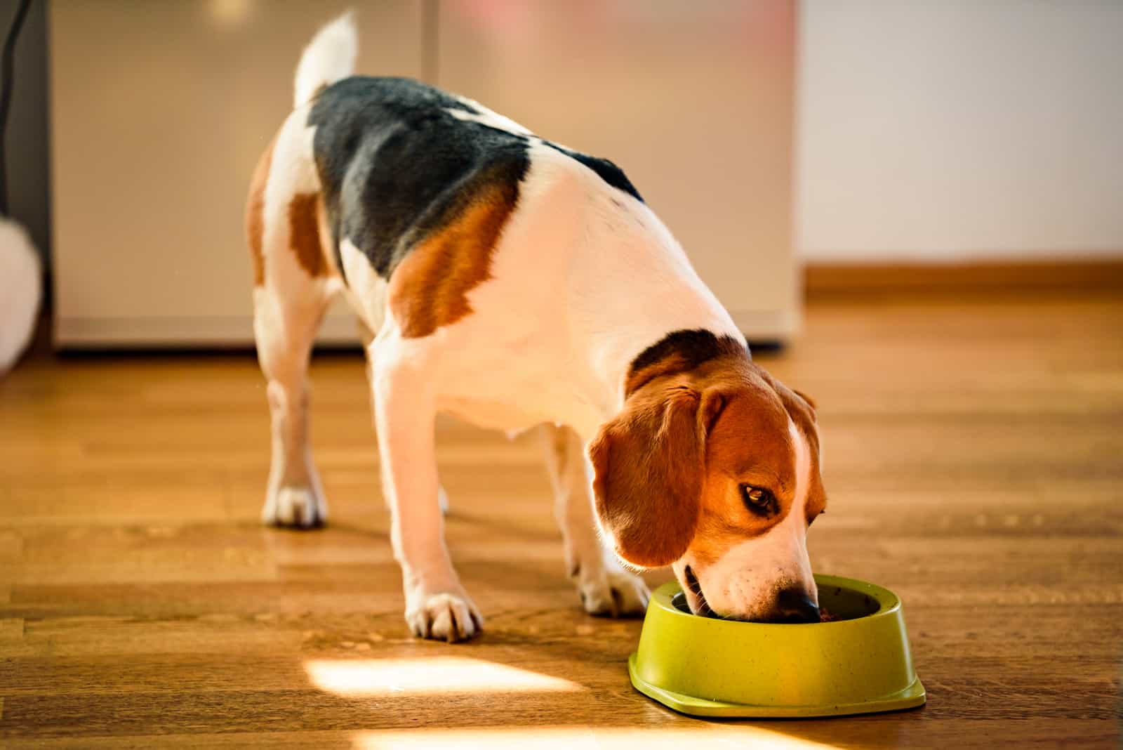 Hundebeagle, der Dosenfutter von Schüssel in hellem Innenraum isst