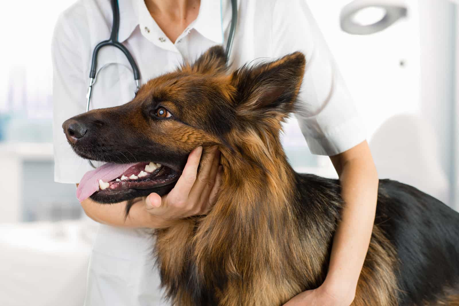 Hundeuntersuchung durch Tierarzt in der Klinik