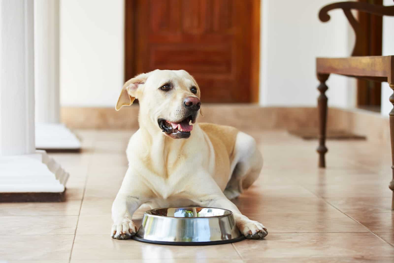 Hungriger Labrador mit leerer Schüssel wartet auf Essen