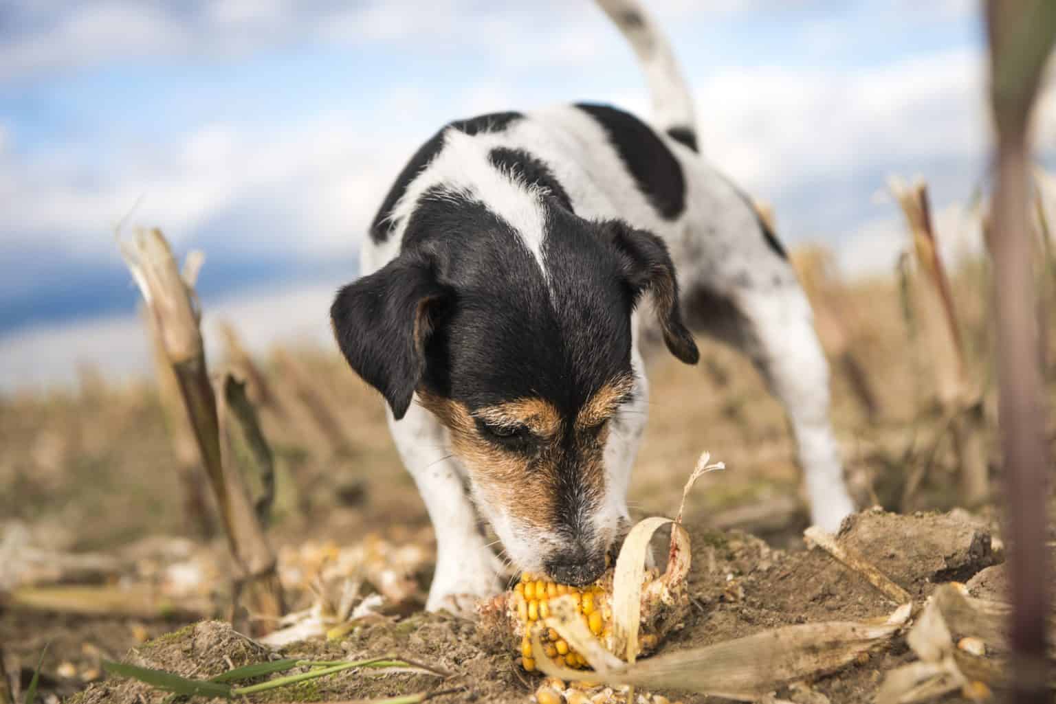 dürfen hunde maiskolben essen