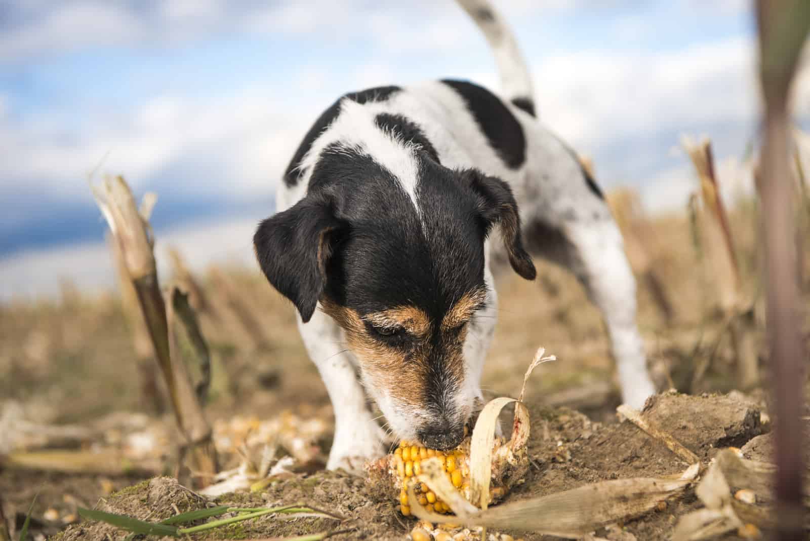 Jack Russell Terrier isst Mais