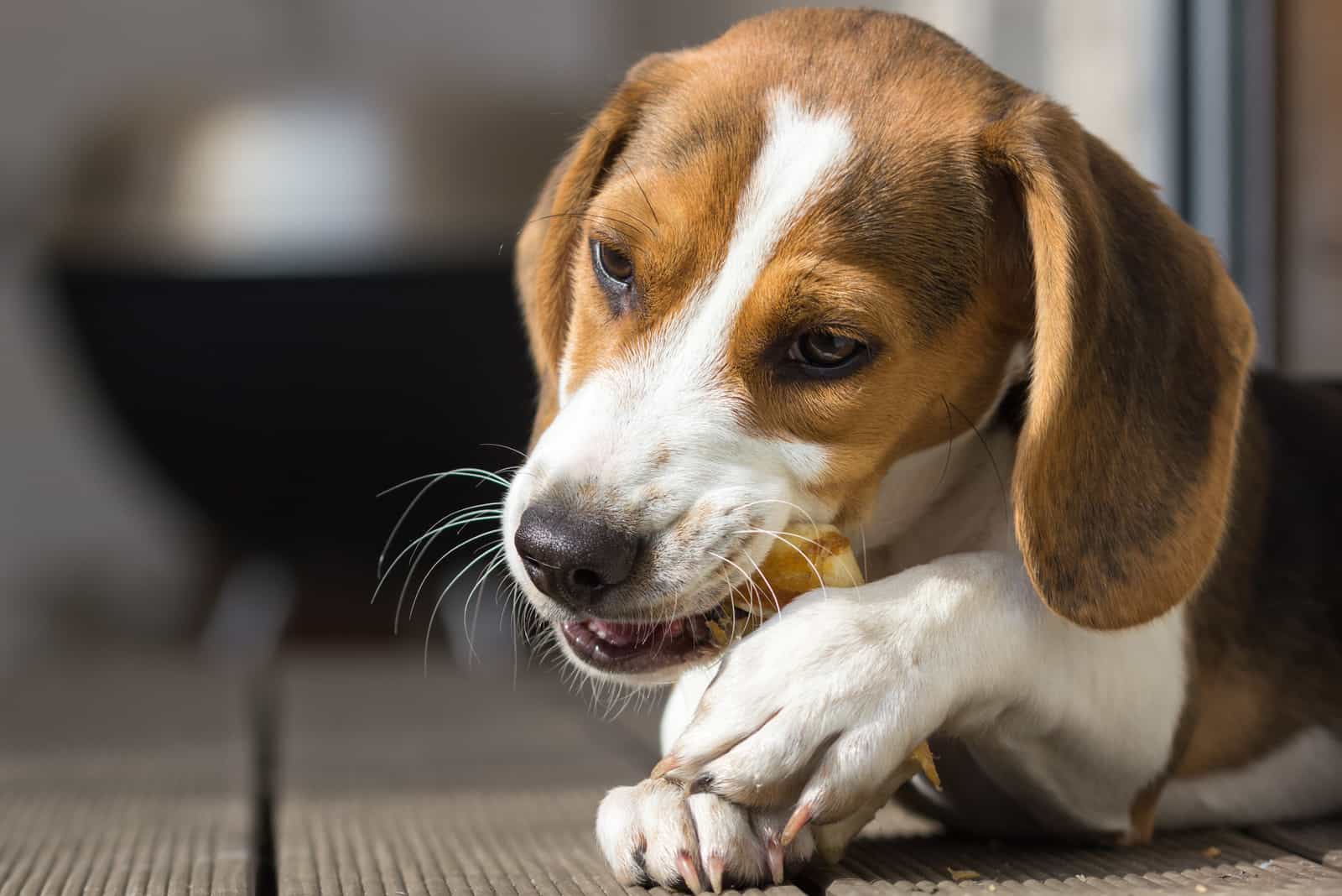 Junger Beagle, der auf einem Leckerbissen kaut