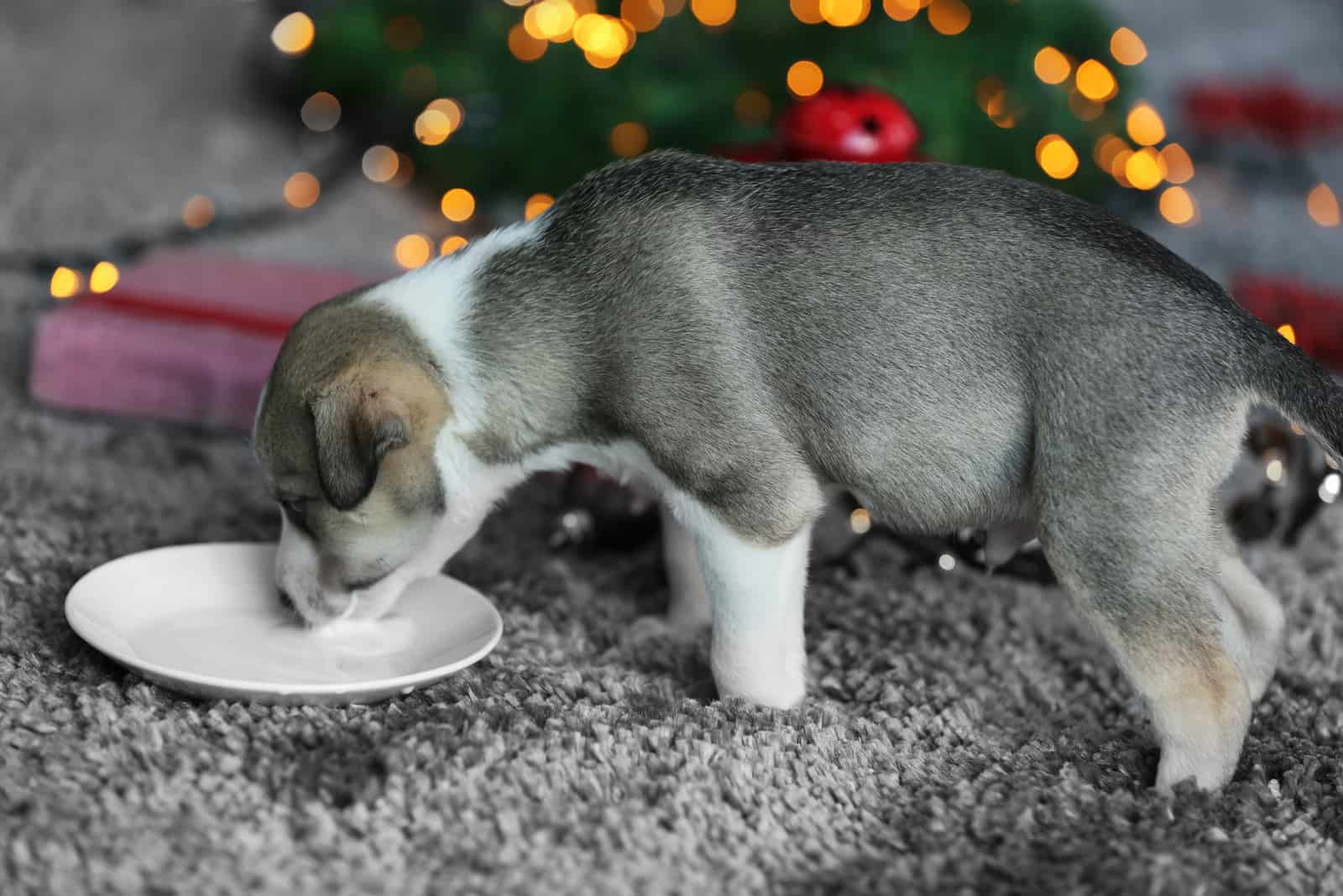 Dürfen Hunde Milch trinken Laktoseintoleranz bei Vierbeinern