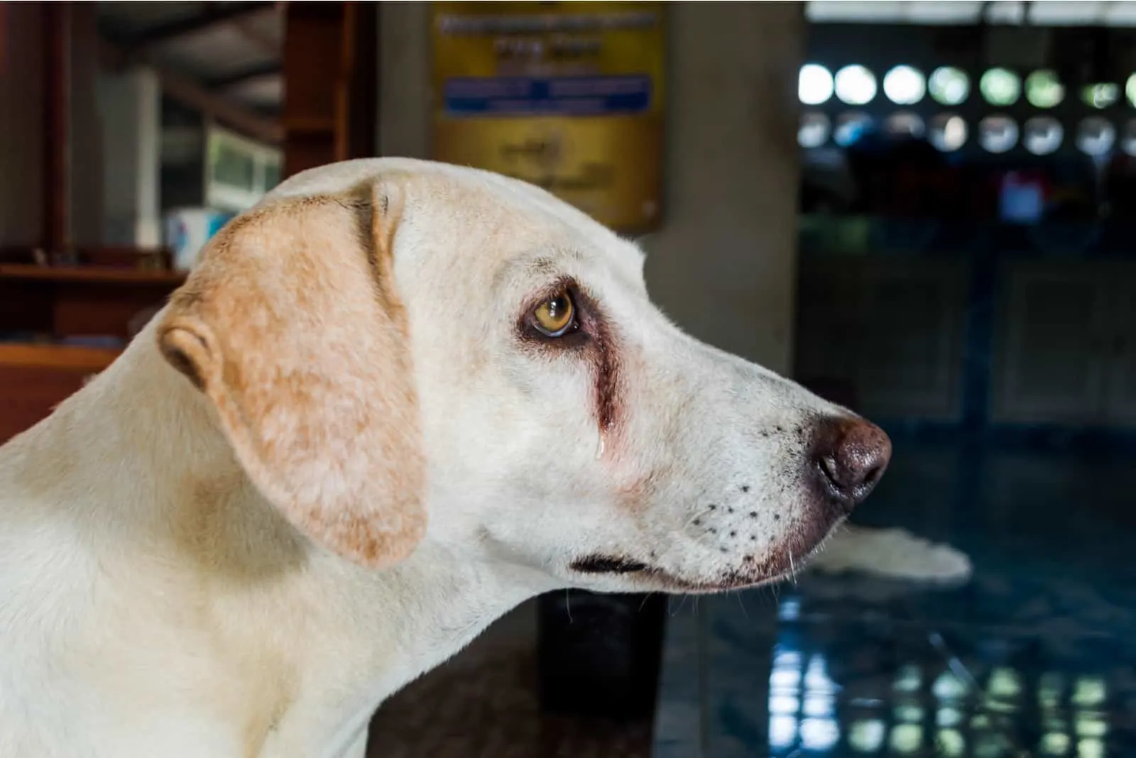 Labrador Hund mit Tränen in den Augen