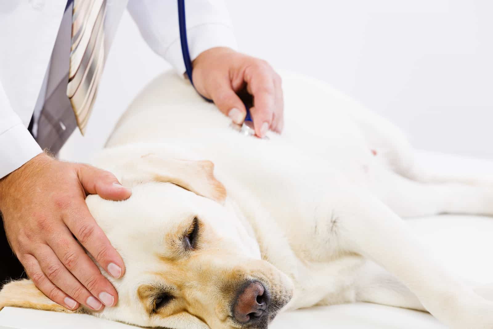 Labrador liegt auf dem Tisch und wird vom Tierarzt untersucht