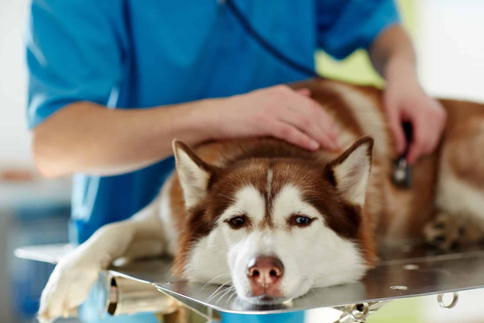 Medizinische Behandlung des kranken Husky-Hundes in der Tierklinik