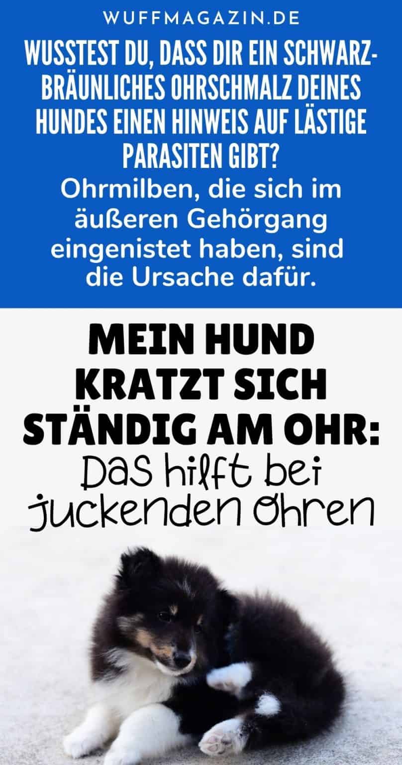 Mein Hund kratzt sich ständig am Ohr Das hilft bei juckenden Ohren