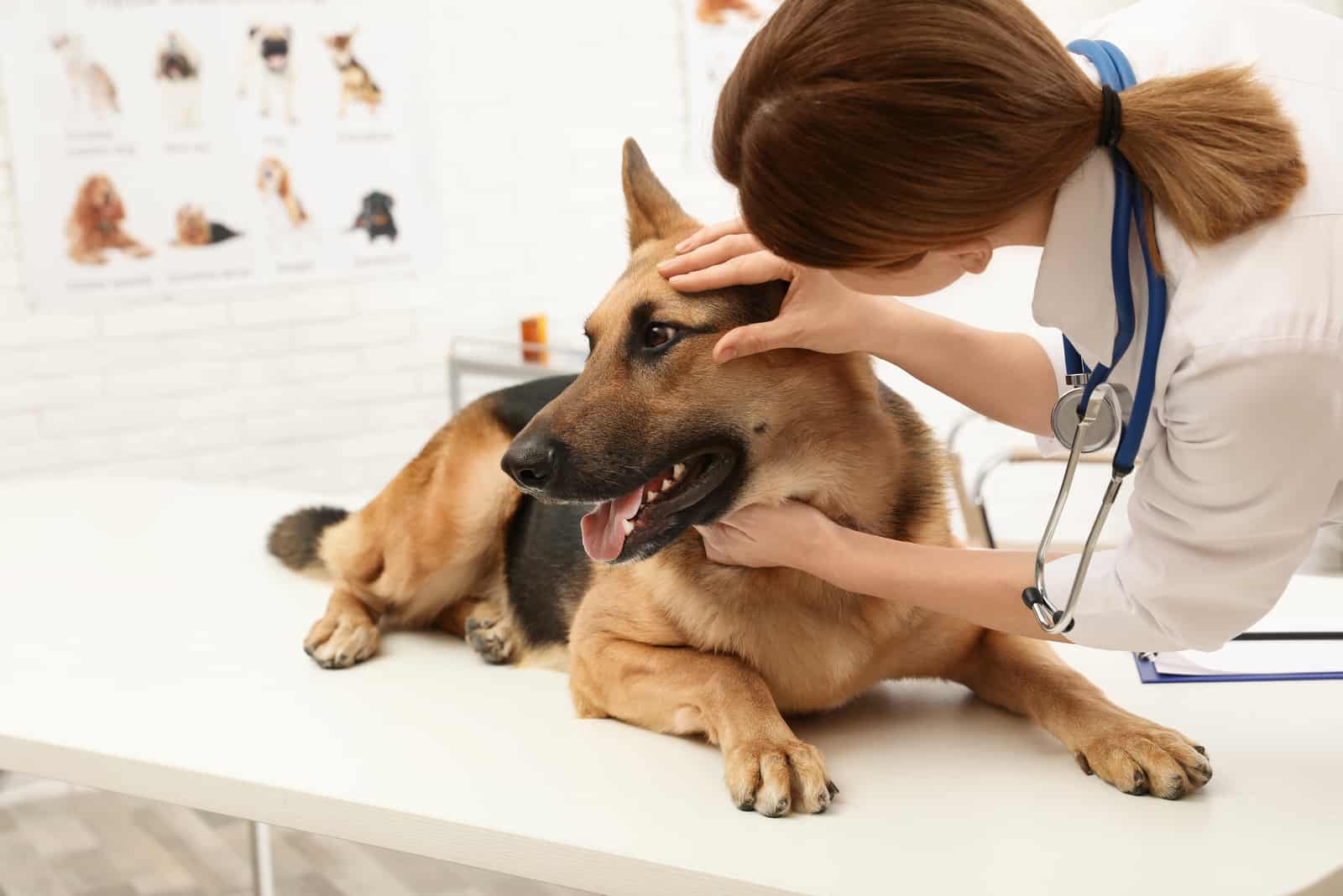 Professioneller Tierarzt, der die Augen des Hundes untersucht