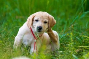 Puppy Retriever Kratzende Flöhe im Park