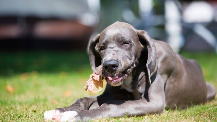 Schweineohren Hund: Gefährlich oder leckerer Kauspaß?