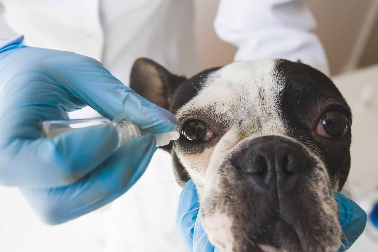 Tierarzt behandelt Auge des kranken Hundes
