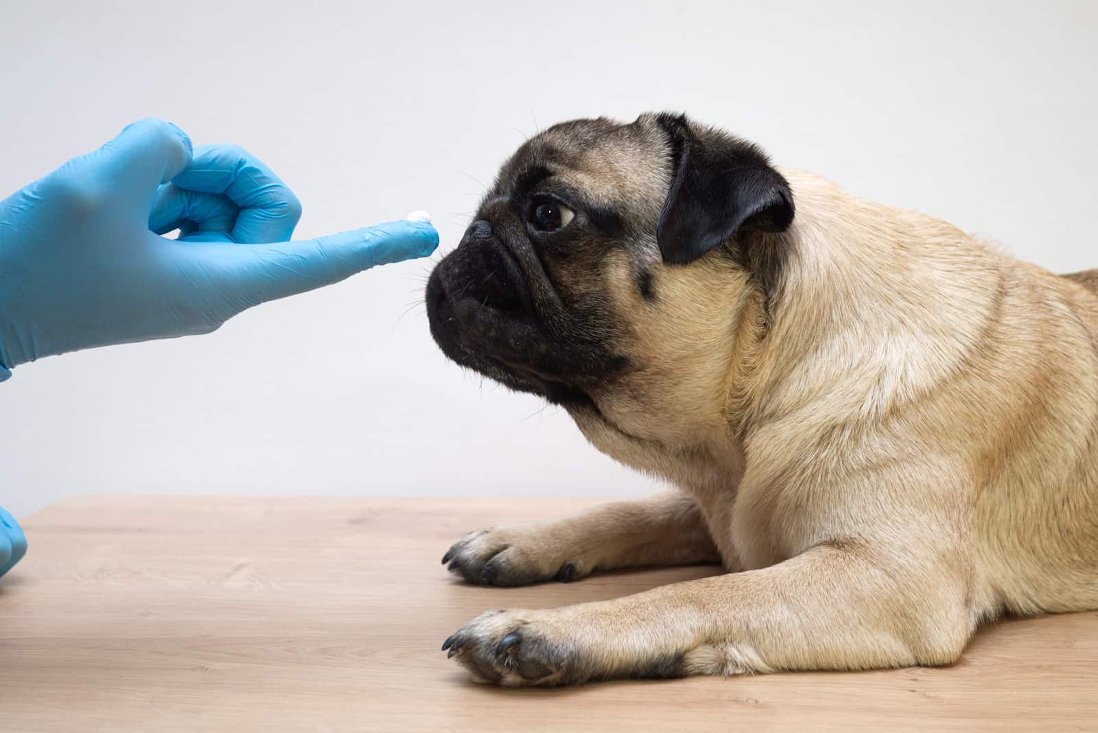 Tierarzt in medizinischen Handschuhen schmiert die Wunden des Hundes mit Salbe