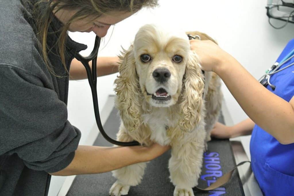 Hefepilz beim Hund Diagnose und Behandlung der Hauterkrankung