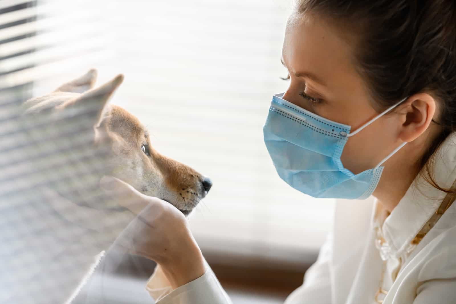 Untersuchung des Hundes durch einen Tierarzt