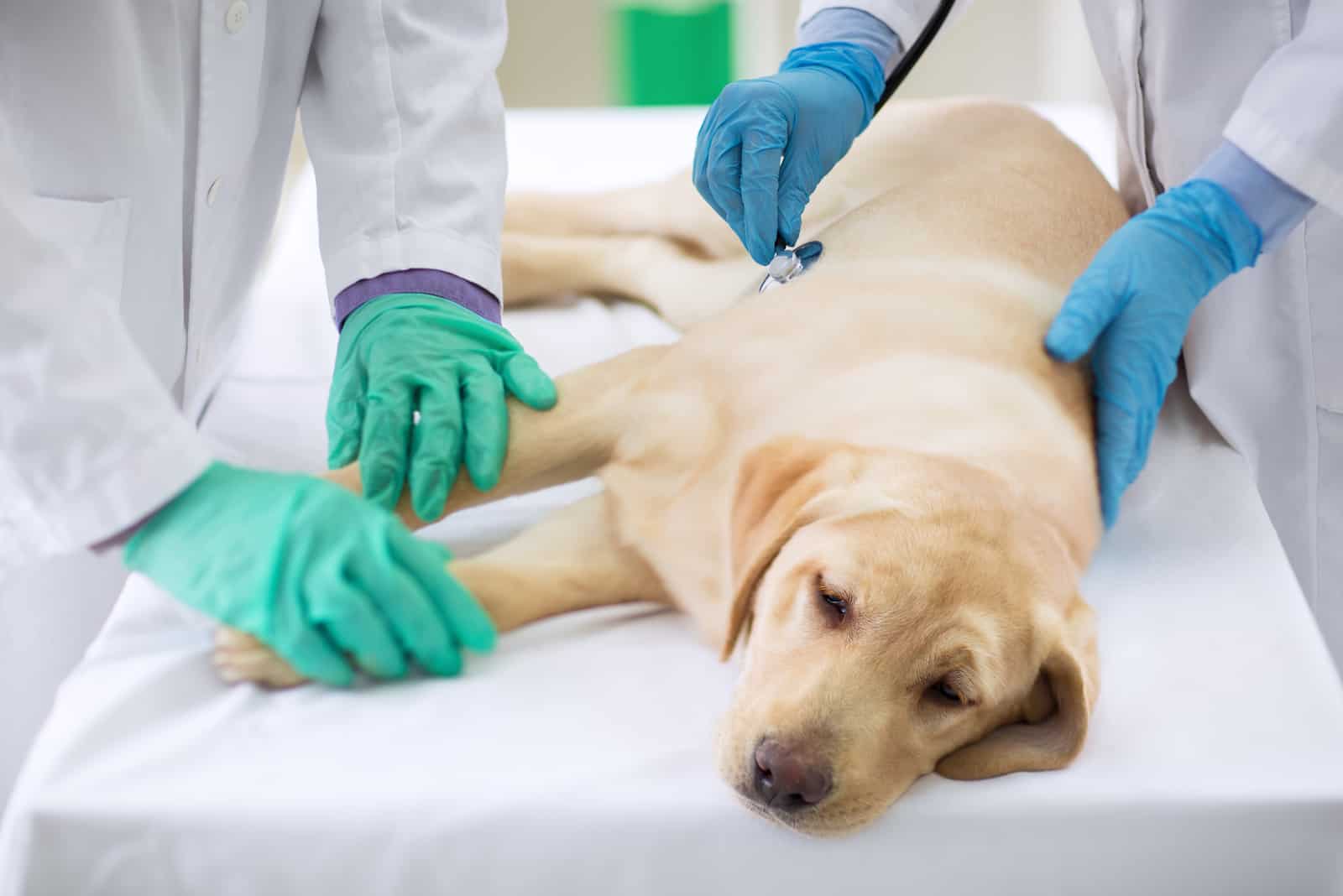 Untersuchung eines kranken Hundes beim Tierarzt