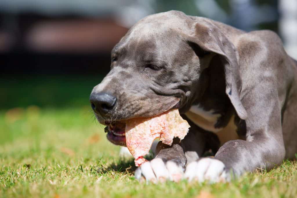 Schweineohren Hund Gefährlich oder leckerer Kauspaß?