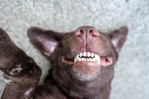Der braune Hund liegt auf dem Beton und lacht