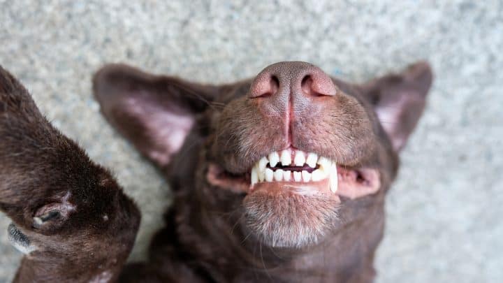 Wie viele Zähne hat ein Hund? Das Gebiss des Hundes