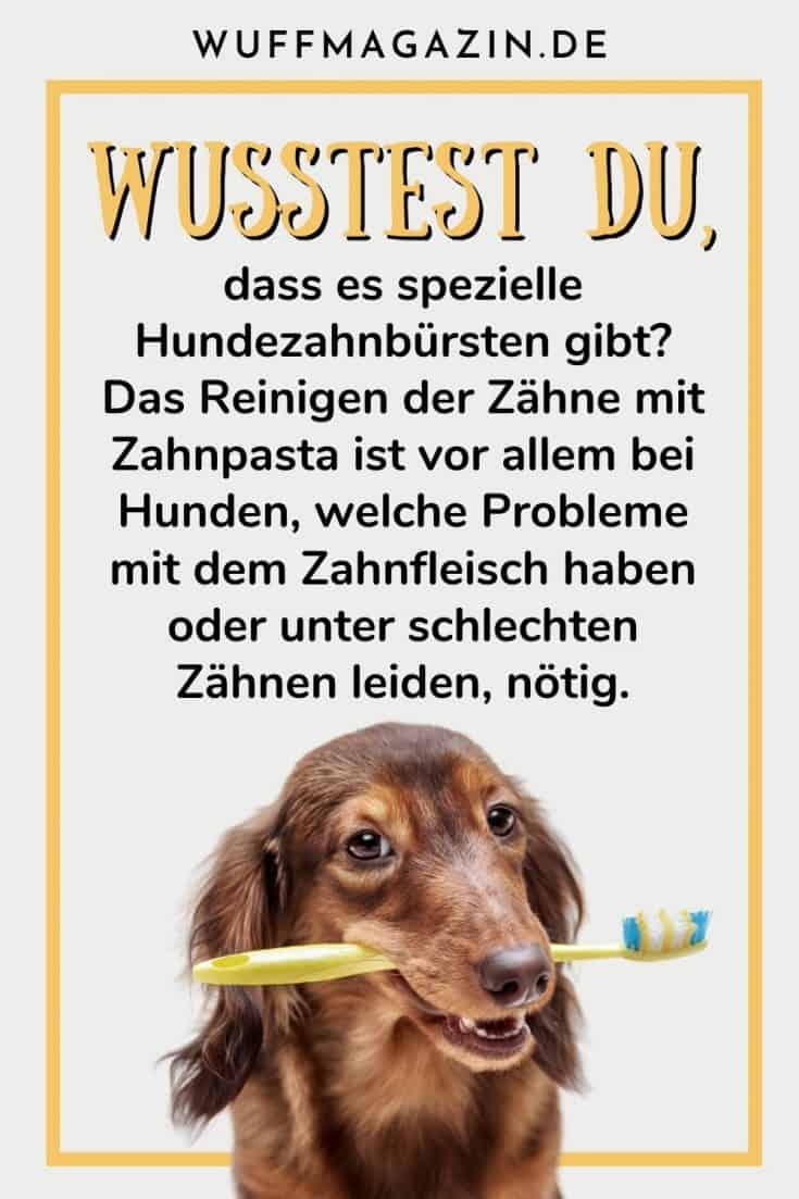 Wie viele Zähne hat ein Hund? Das Gebiss des Hundes