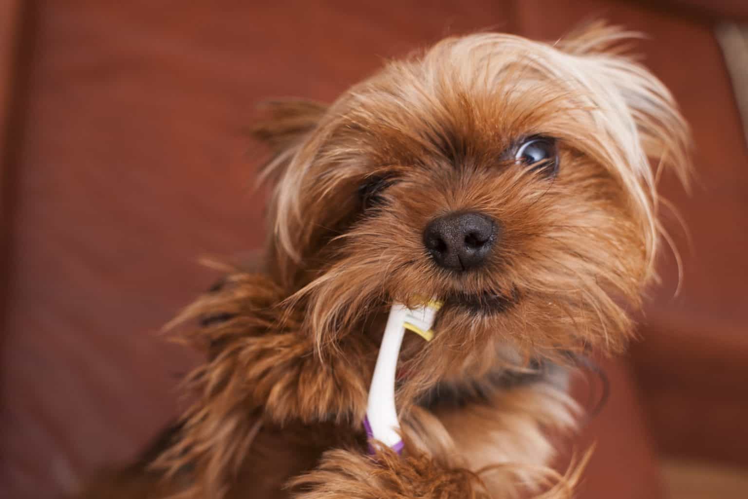 Wie viele Zähne hat ein Hund? Das Gebiss des Hundes