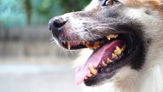 Porträt eines Hundes mit Zahnproblemen