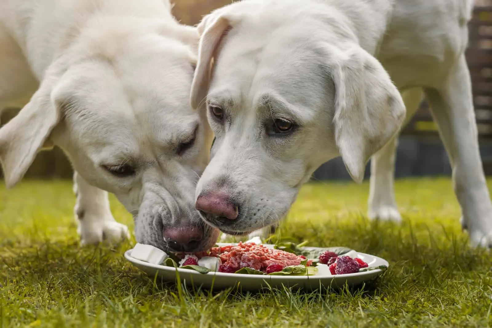 Zwei weiße Labradore essen Barfen