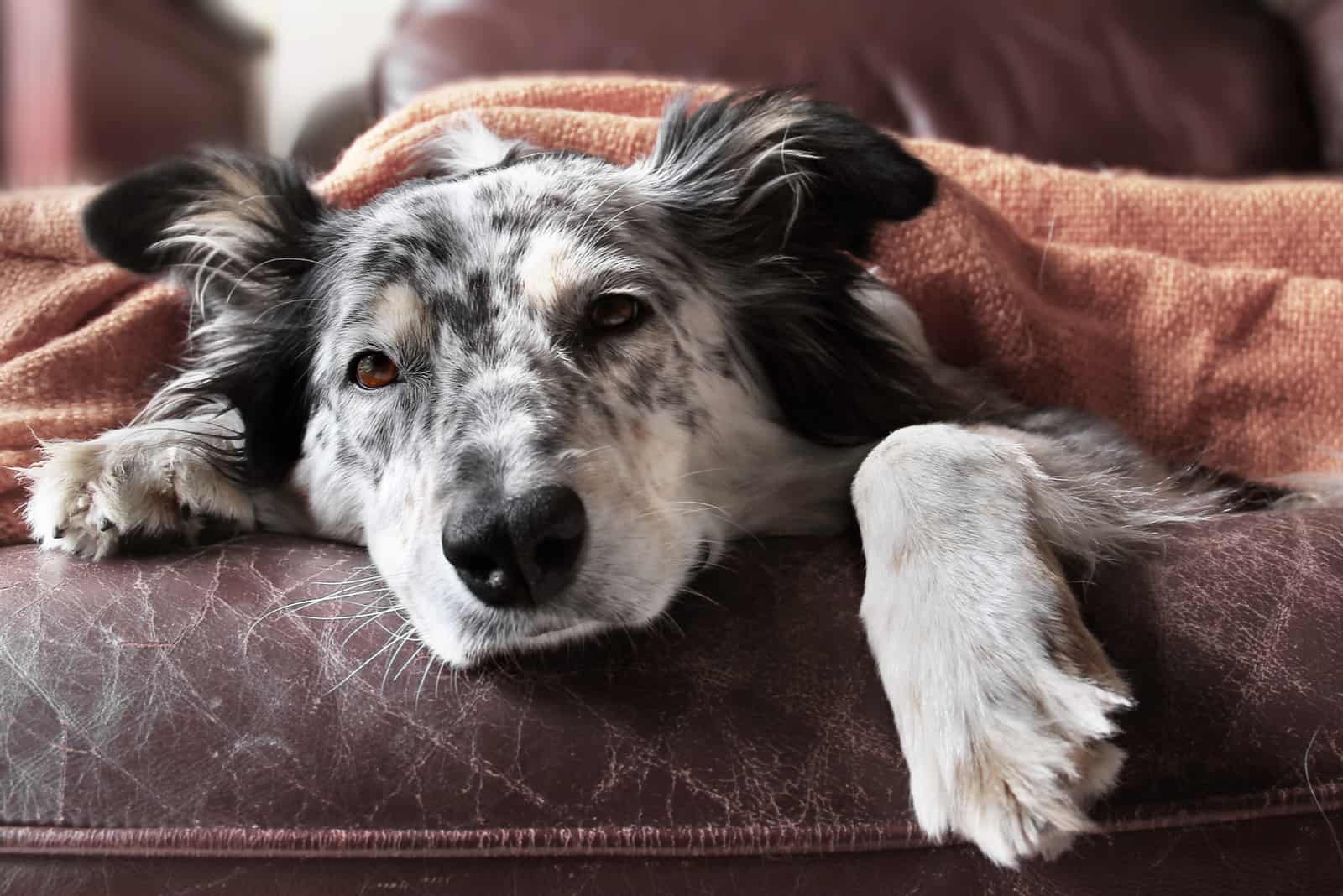 australischer Schäferhund auf der Couch unter der Decke, die traurig schaut