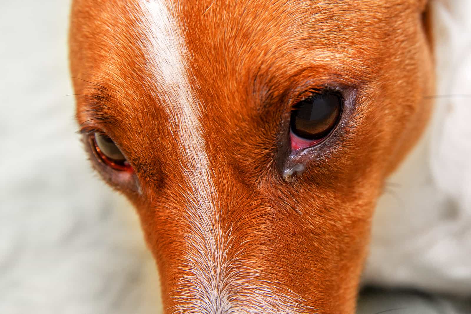 ein Hund mit einer Augeninfektion