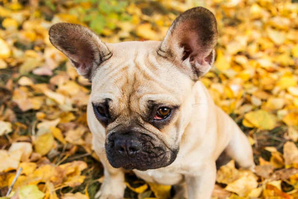 Hund Auge tränt Ursachen und Pflegetipps bei gereizten Hundeaugen