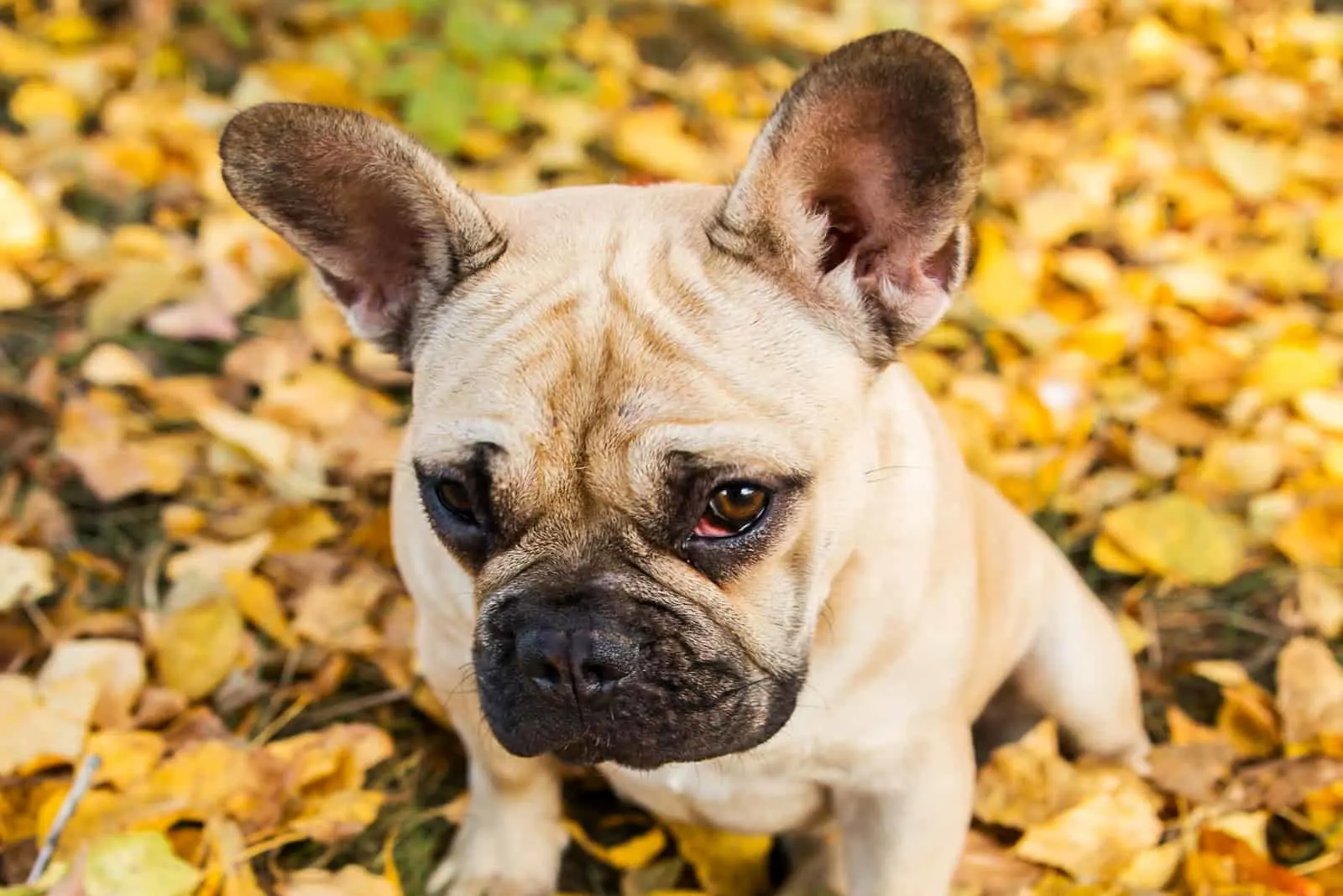 ein Porträt einer traurigen französischen Bulldogge