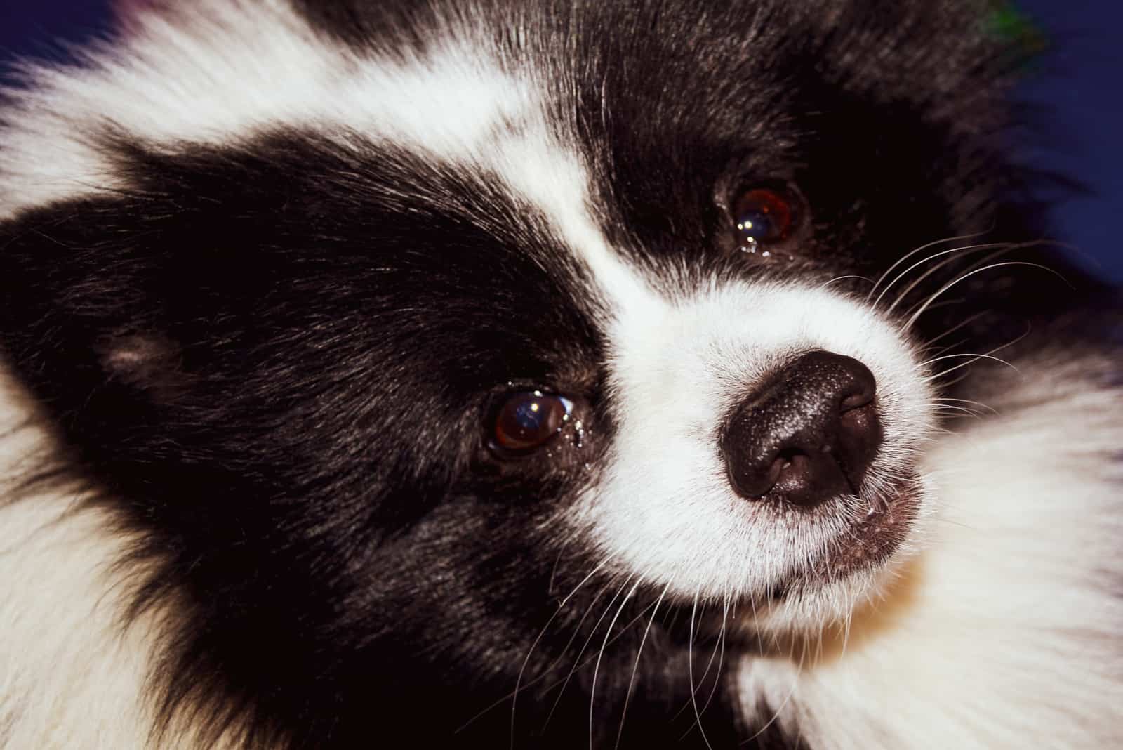 ein Porträt eines Schwarzweiss-Hundes mit tränenreichen Augen