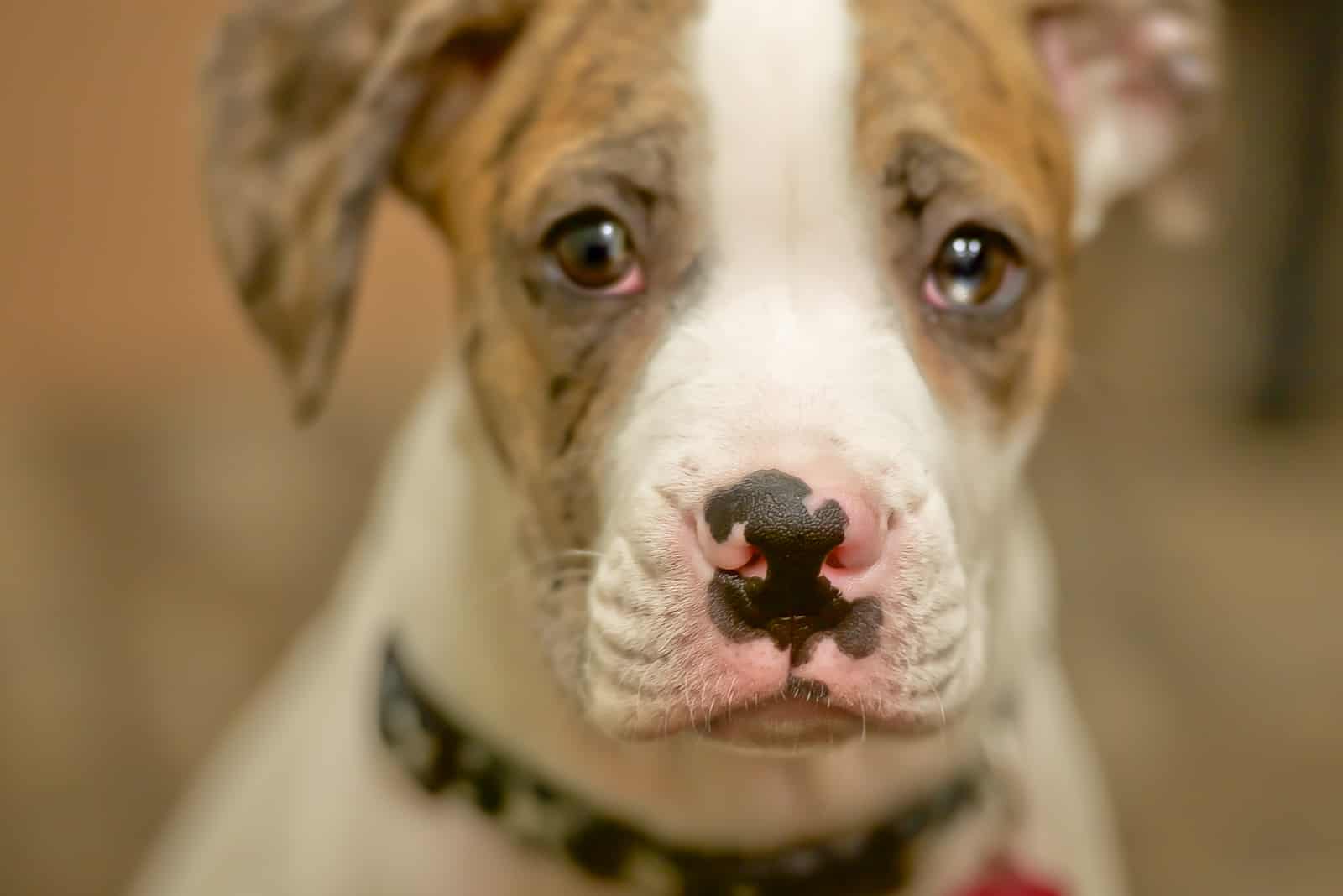 ein trauriger Hund mit einem Augenproblem