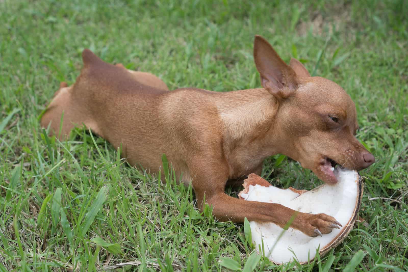 kleiner Hund, der Kokosnuss auf dem Gras isst
