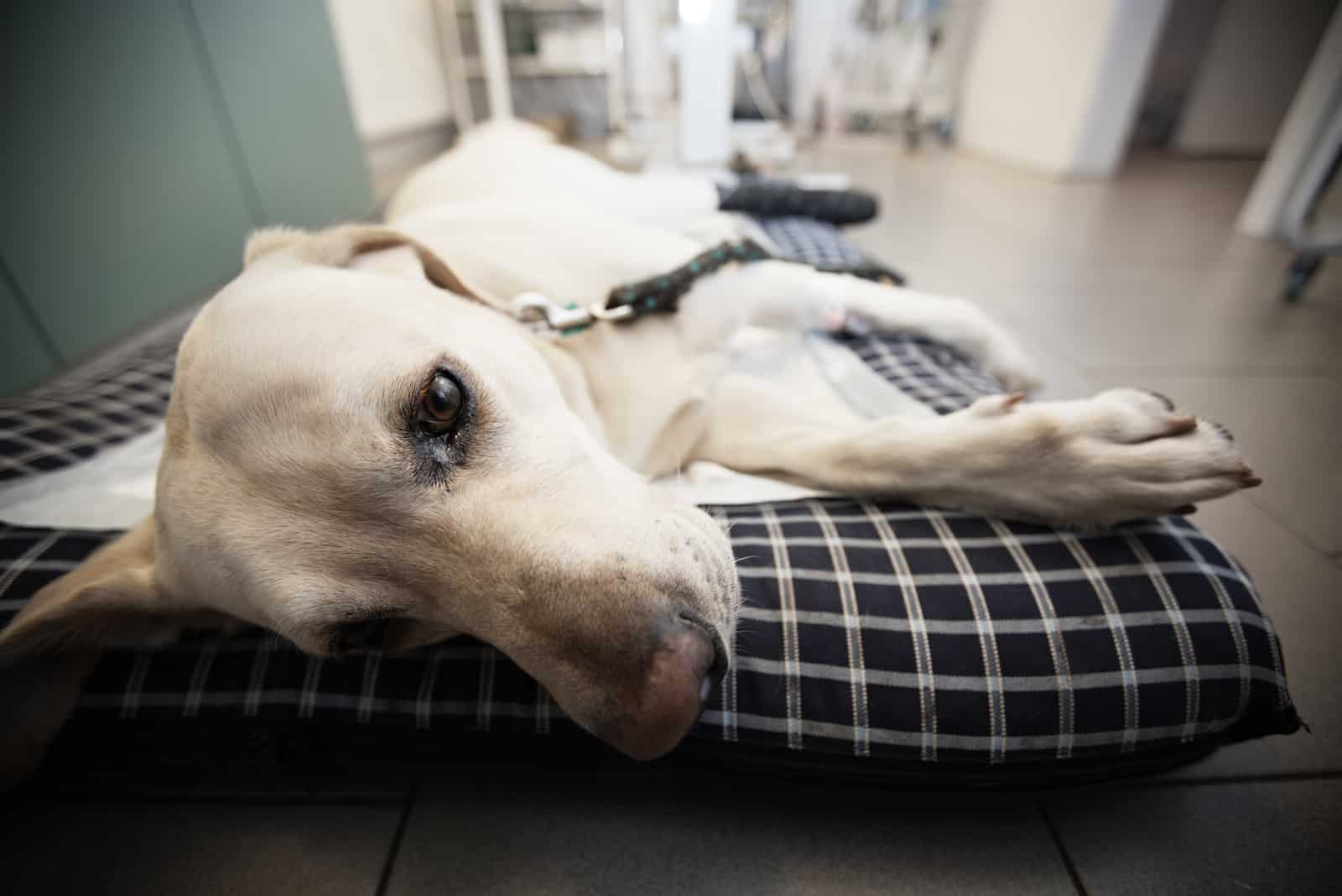 kranker Labrador beim Tierarzt